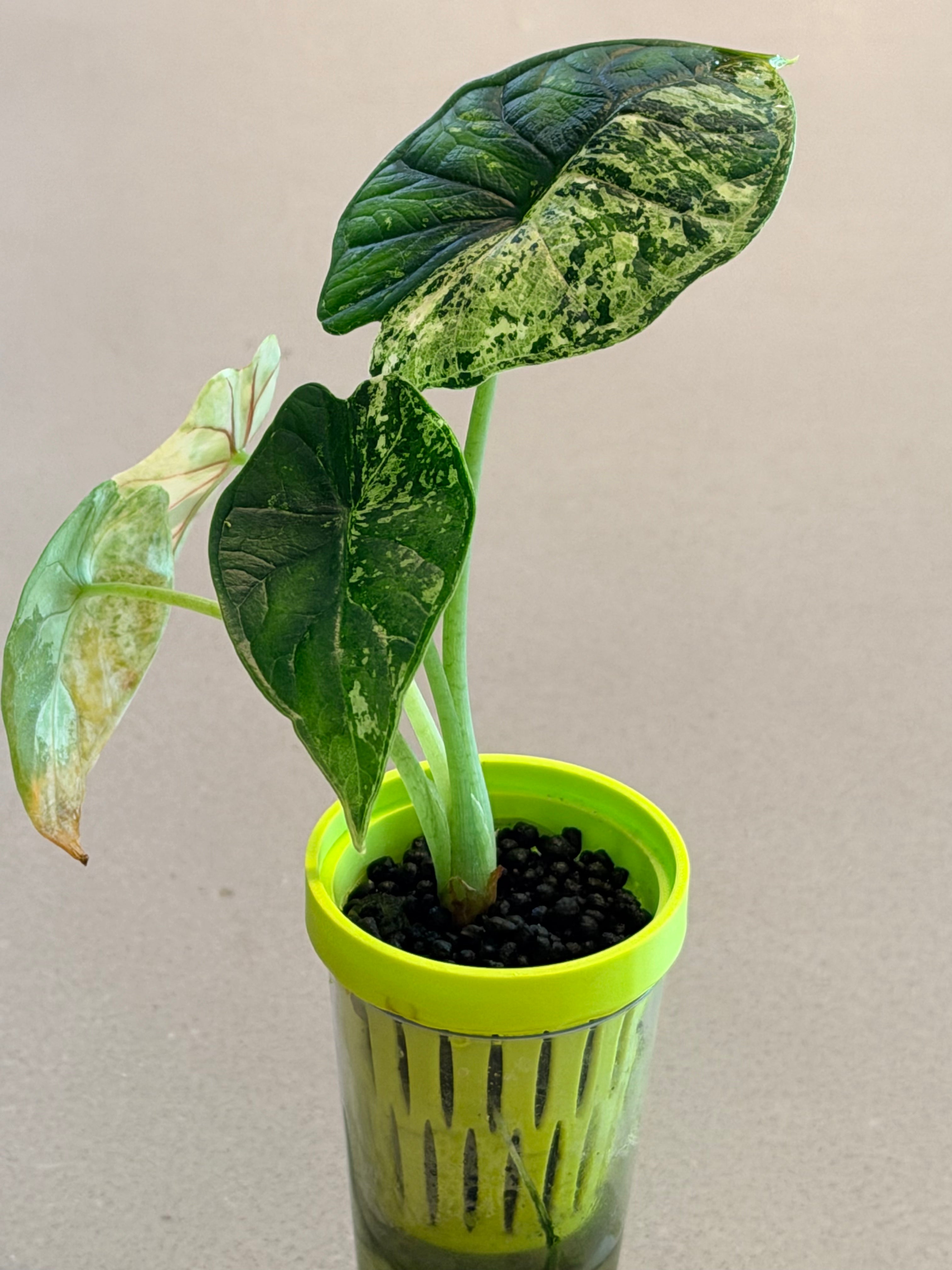 ALOCASIA DRAGON SCALE MARBLE MINT