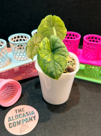 ALOCASIA MELO AUREA