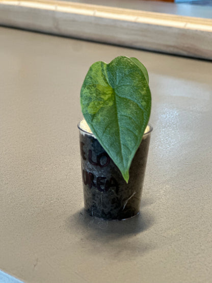 ALOCASIA MELO AUREA