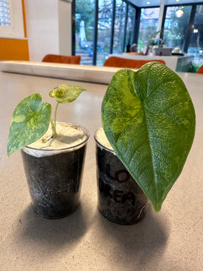 ALOCASIA MELO AUREA