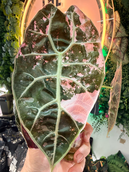 ALOCASIA WATSONIAN PINK 'DOFF' VARIEGATED