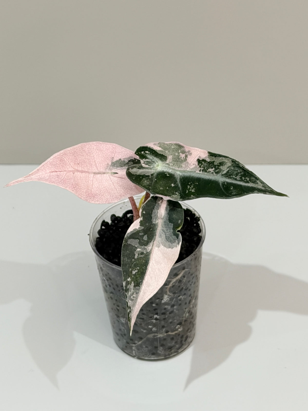 Alocasia 'Bambino' Pink Variegated, pink splashes on elongated arrowhead leaves with creamy white