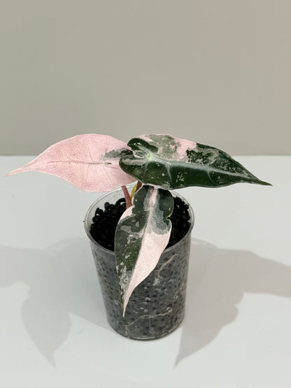 ALOCASIA BAMBINO PINK VARIEGATED