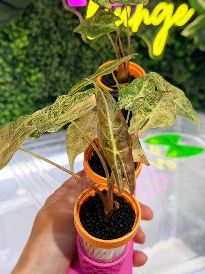 ALOCASIA LONGILOBA BLACK SATUN STARDUST