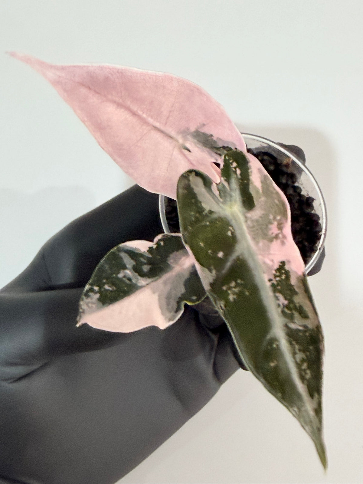 Alocasia 'Bambino' Pink Variegated, pink splashes on elongated arrowhead leaves with creamy white