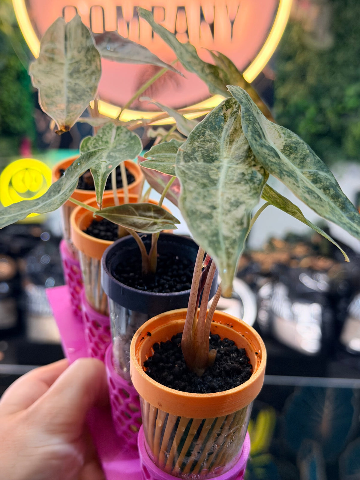ALOCASIA LONGILOBA BLACK SATUN STARDUST
