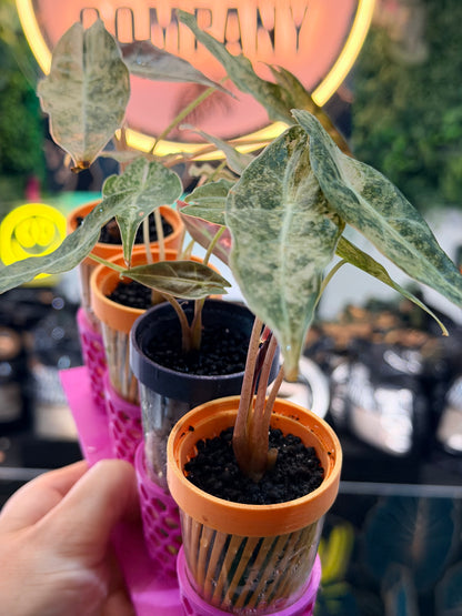 ALOCASIA LONGILOBA BLACK SATUN STARDUST