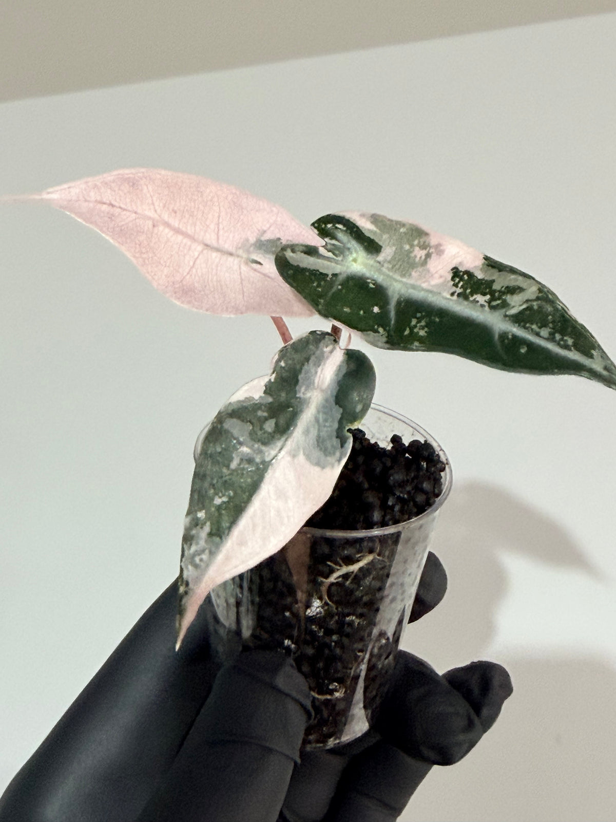 Alocasia 'Bambino' Pink Variegated, pink splashes on elongated arrowhead leaves with creamy white