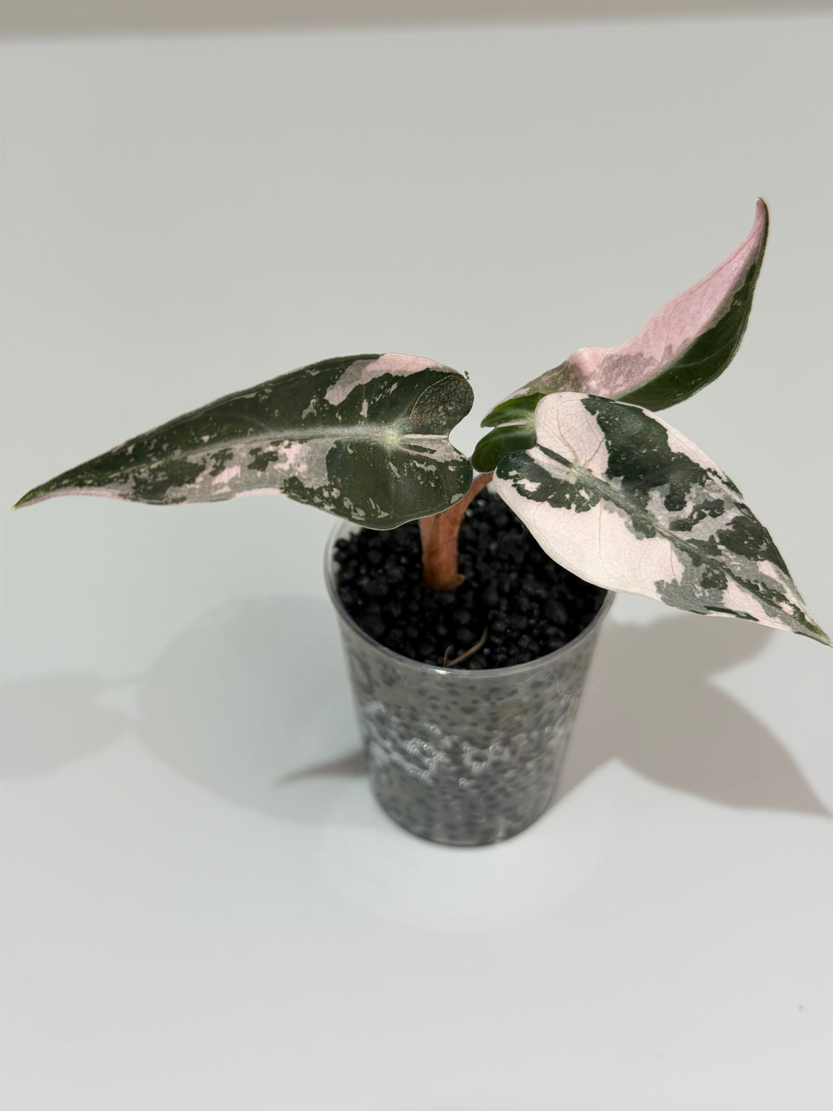 Alocasia 'Bambino' Pink Variegated, pink splashes on elongated arrowhead leaves with creamy white