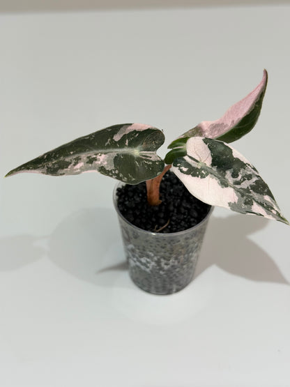 ALOCASIA BAMBINO PINK VARIEGATED