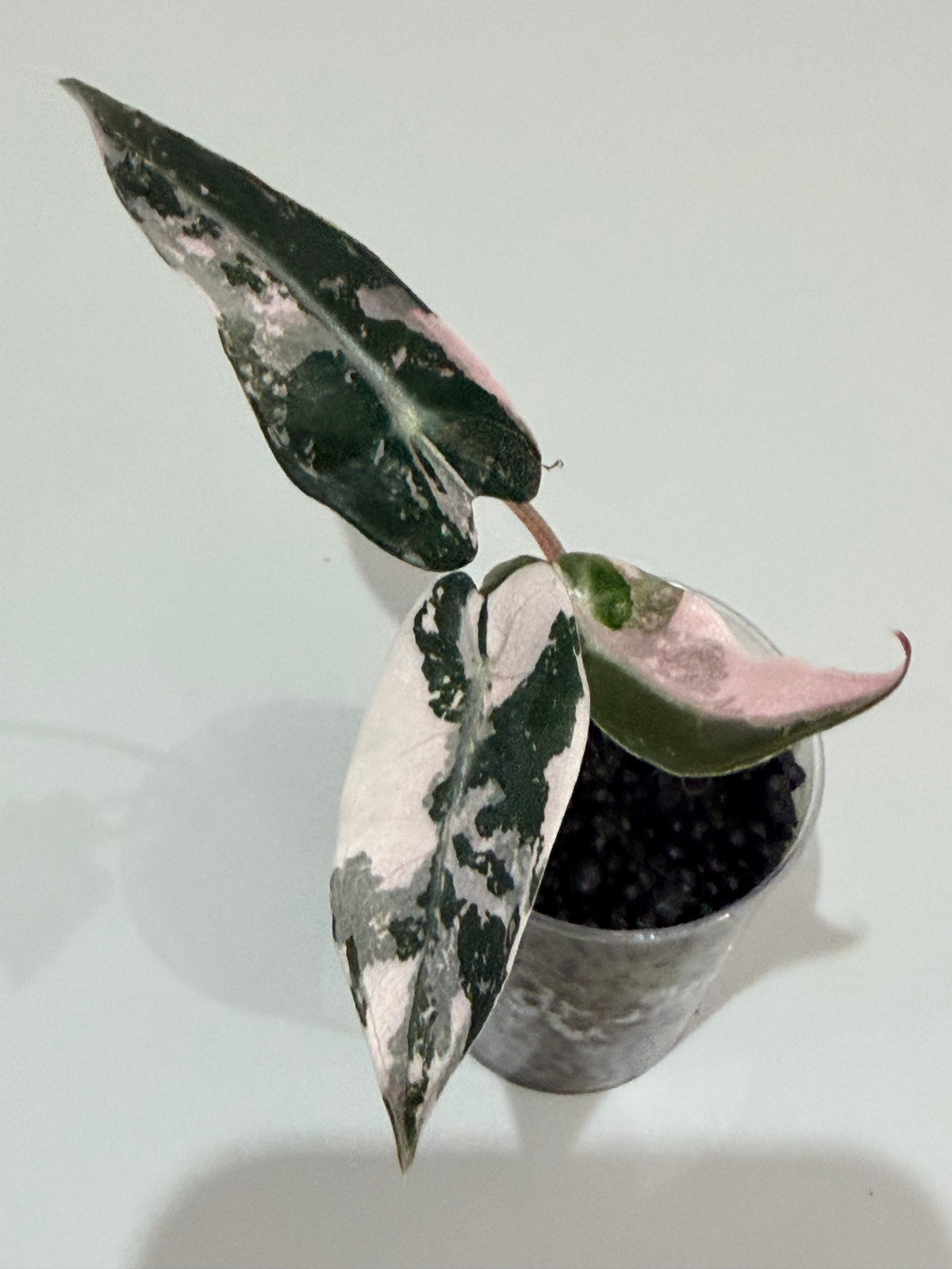 Alocasia 'Bambino' Pink Variegated, pink splashes on elongated arrowhead leaves with creamy white