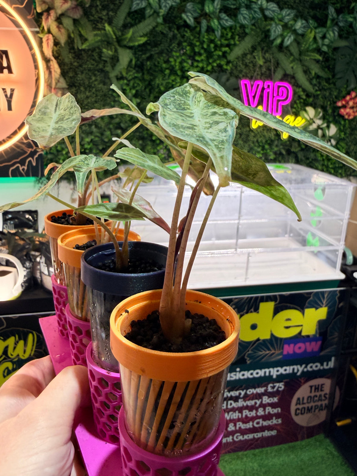 ALOCASIA LONGILOBA BLACK SATUN STARDUST