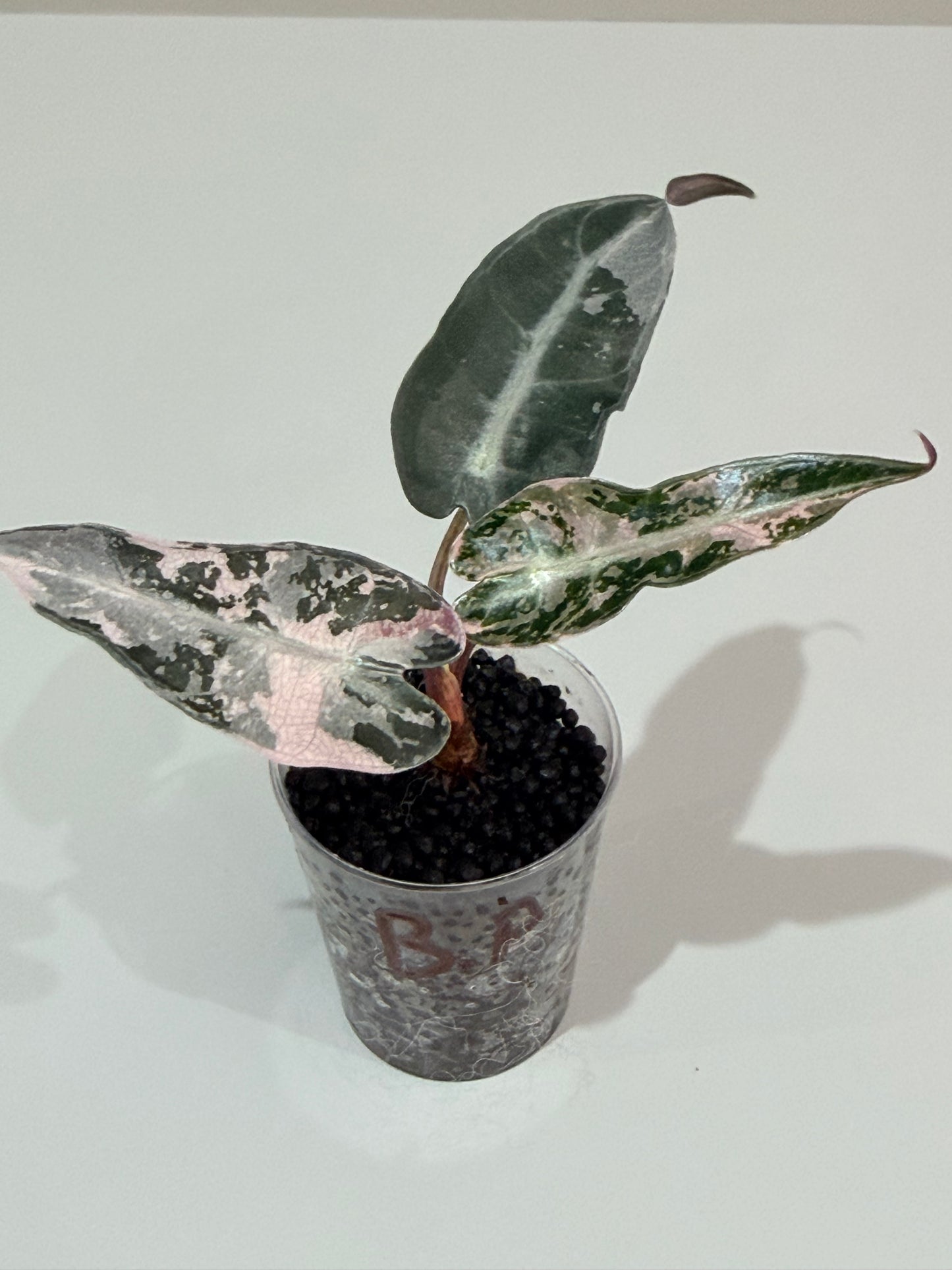 Alocasia Bambino Pink