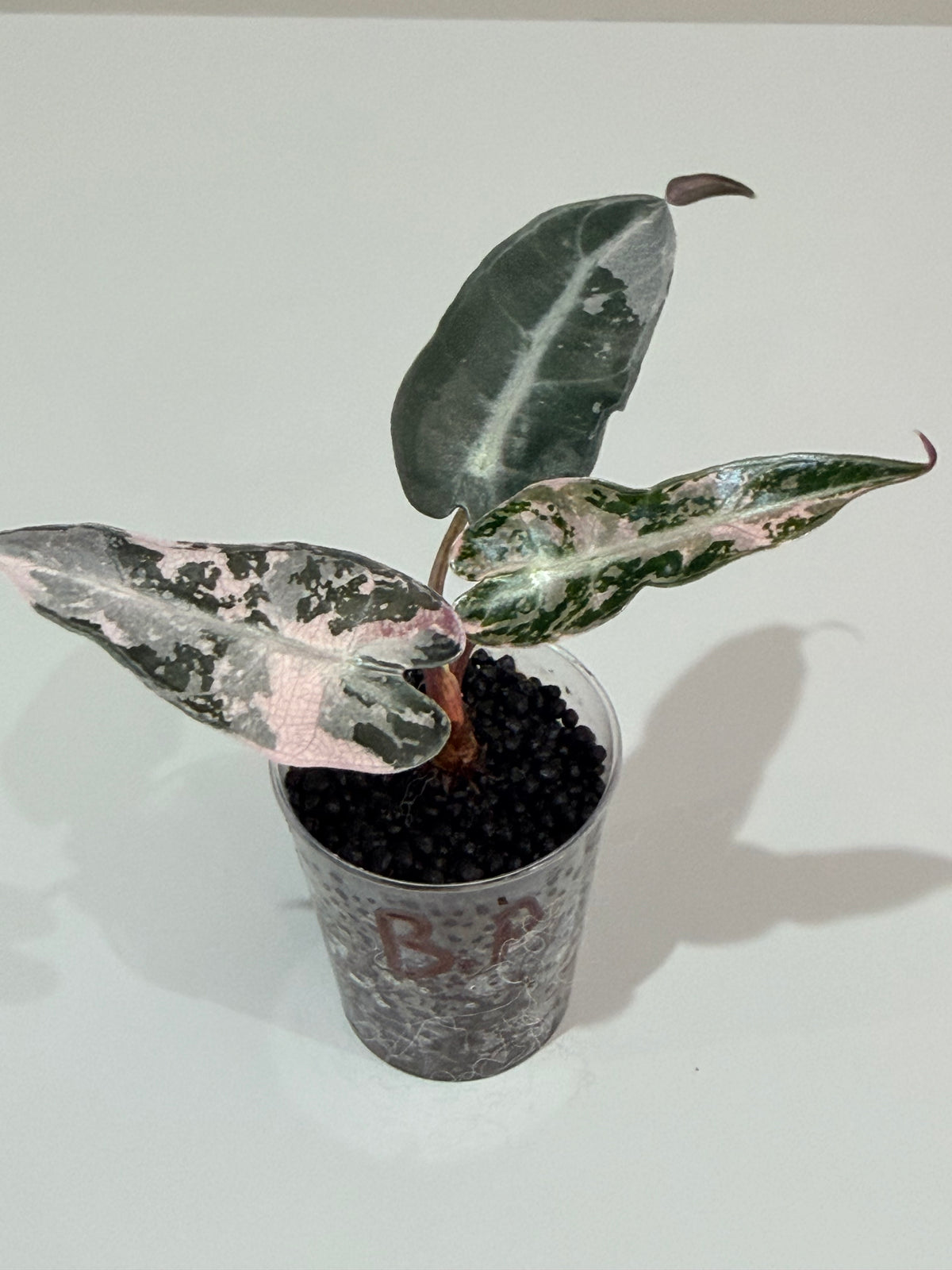 Alocasia 'Bambino' Pink Variegated, pink splashes on elongated arrowhead leaves with creamy white