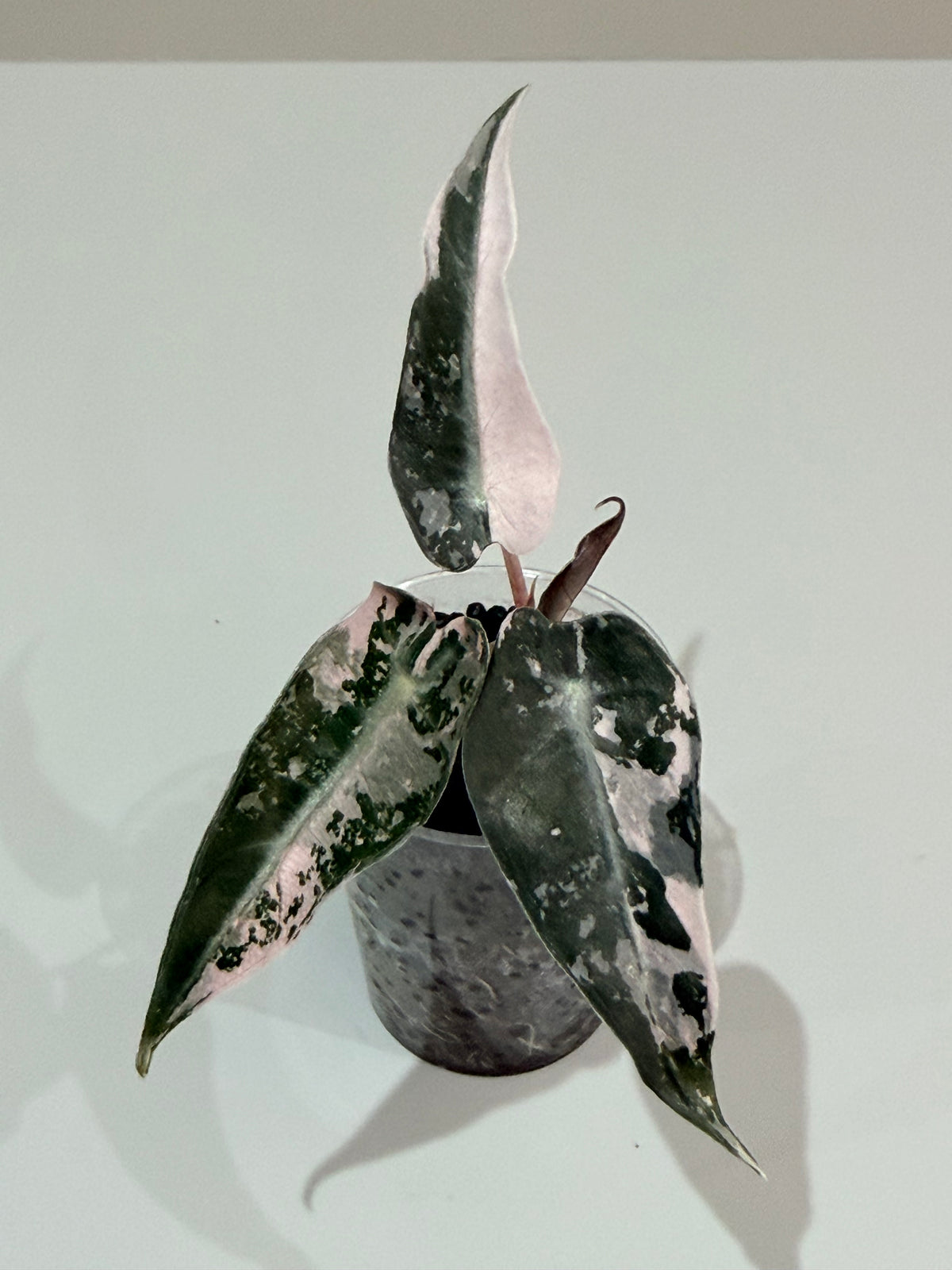 Alocasia 'Bambino' Pink Variegated, pink splashes on elongated arrowhead leaves with creamy white