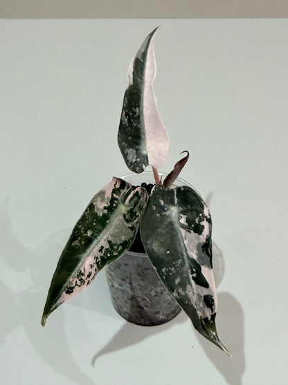 ALOCASIA BAMBINO PINK VARIEGATED