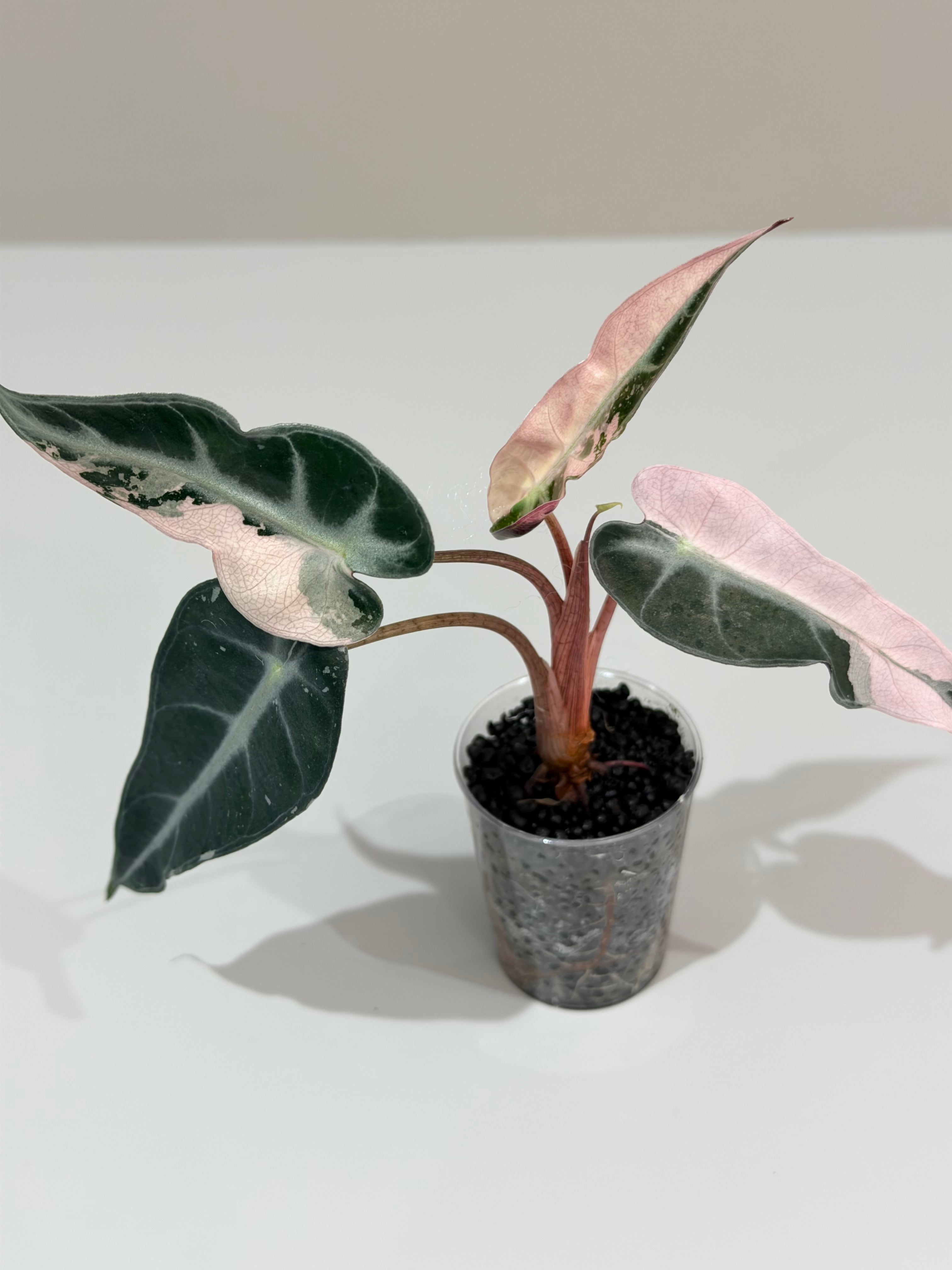 Alocasia Bambino Pink – The Alocasia Company