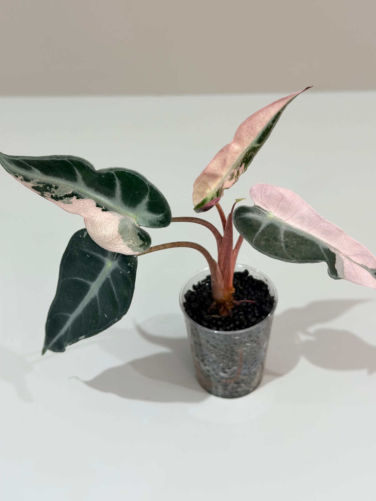 Alocasia 'Bambino' Pink Variegated, pink splashes on elongated arrowhead leaves with creamy white
