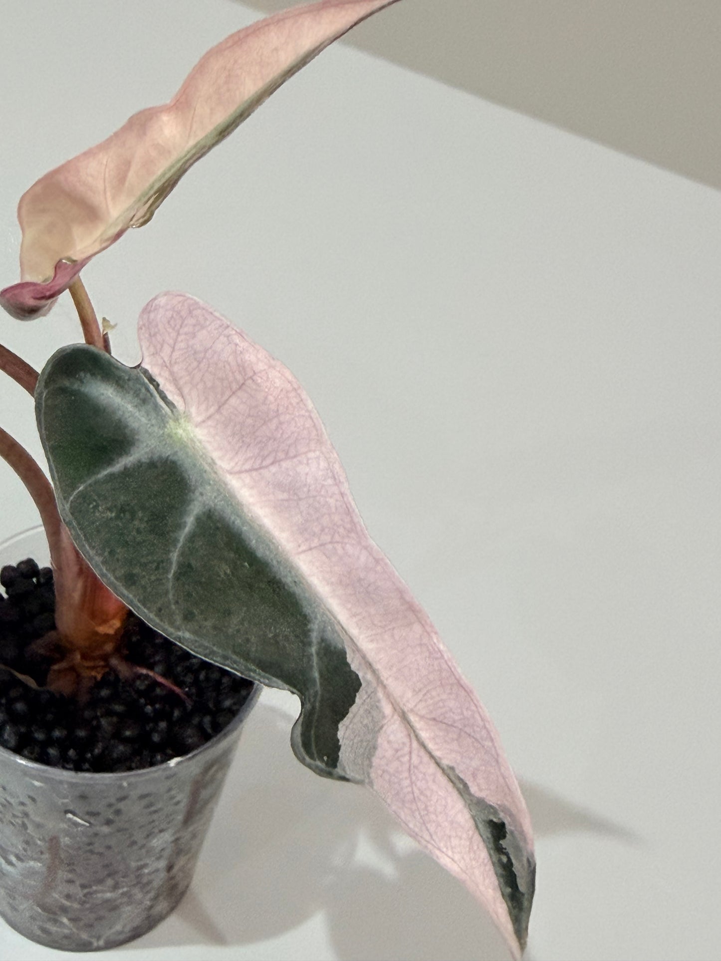 Alocasia Bambino Pink