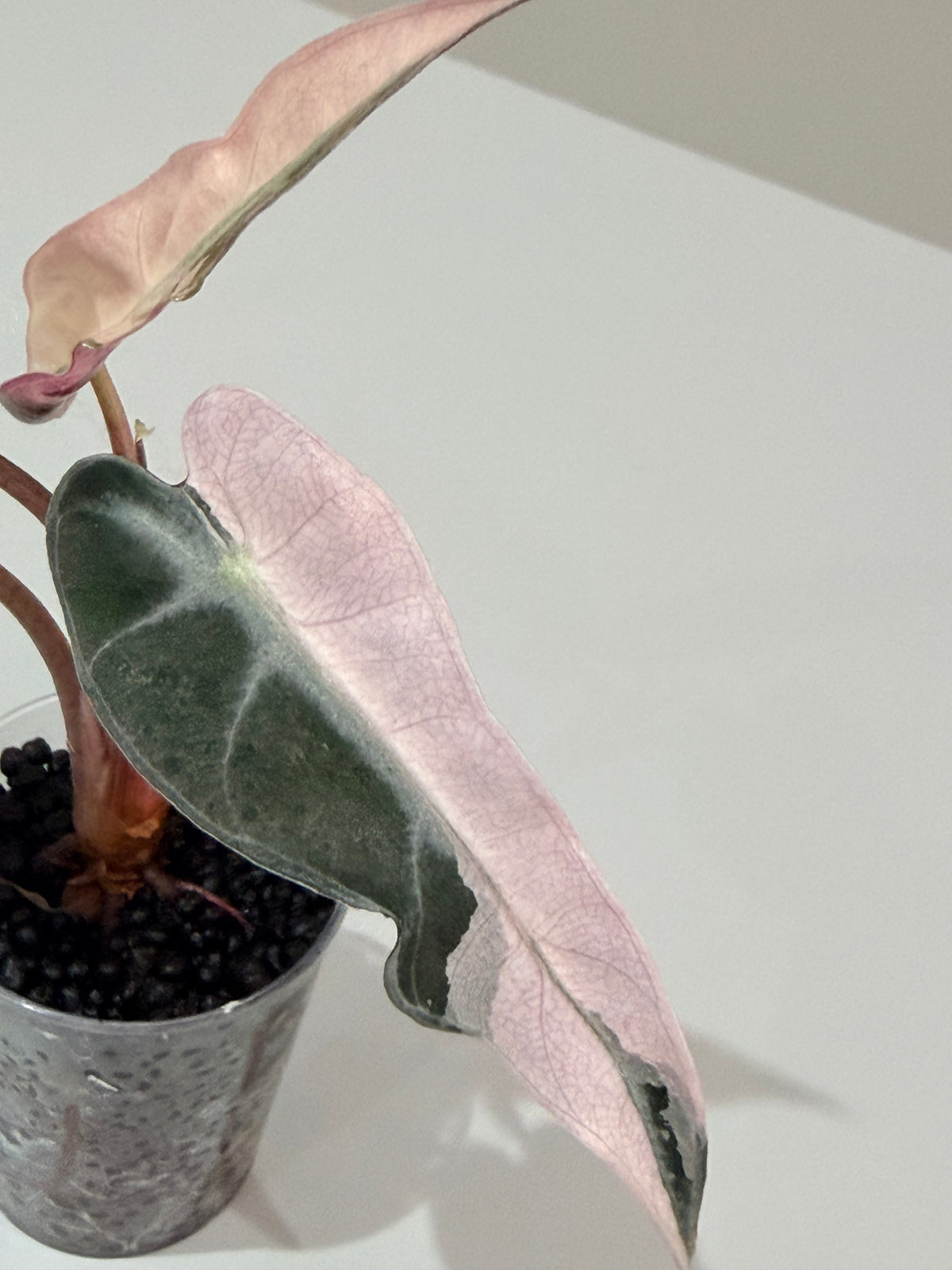 Alocasia 'Bambino' Pink Variegated, pink splashes on elongated arrowhead leaves with creamy white
