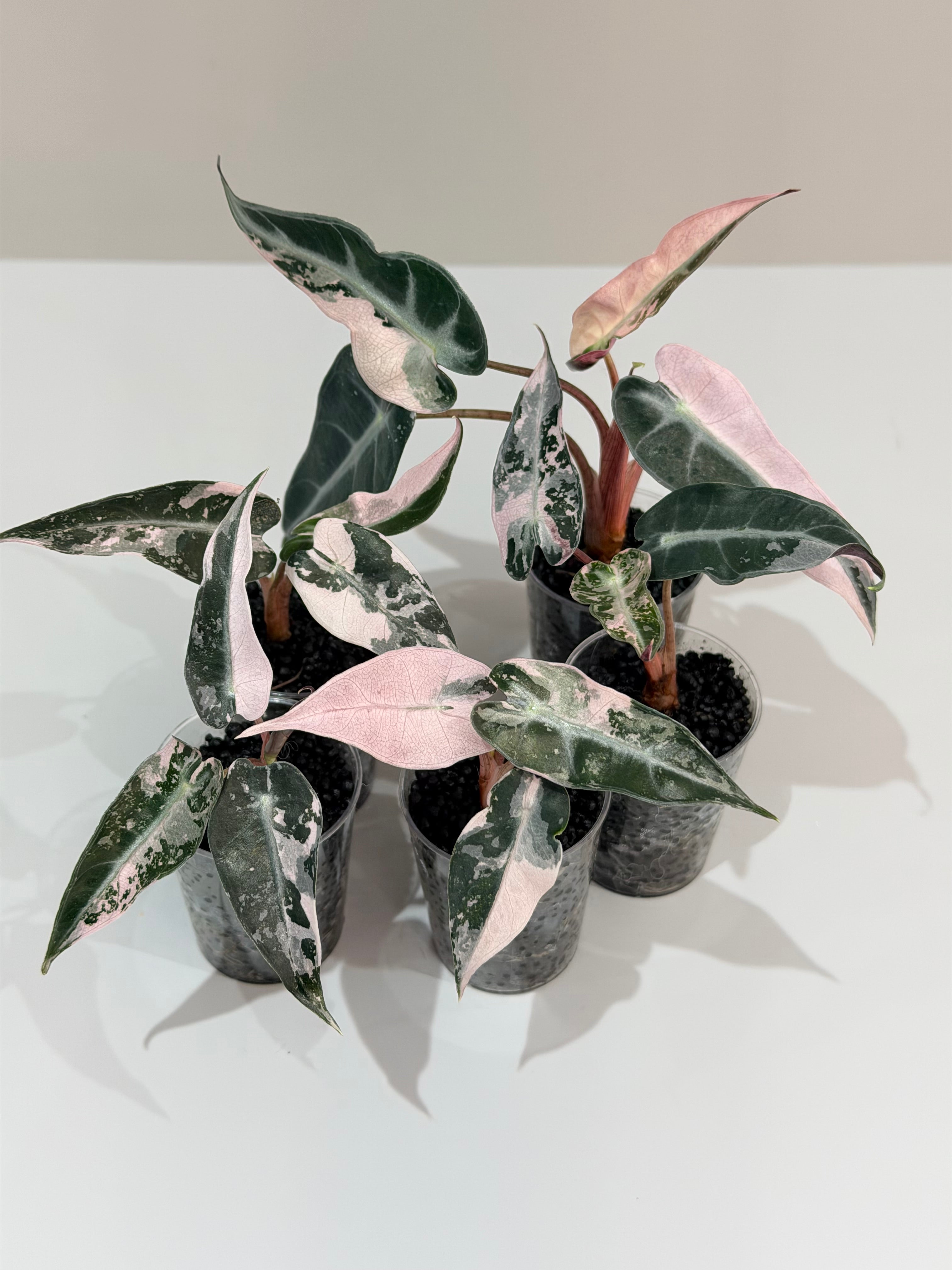 Alocasia Bambino Pink 7 Alocasia Bambino Pink Variegatedアロカシア