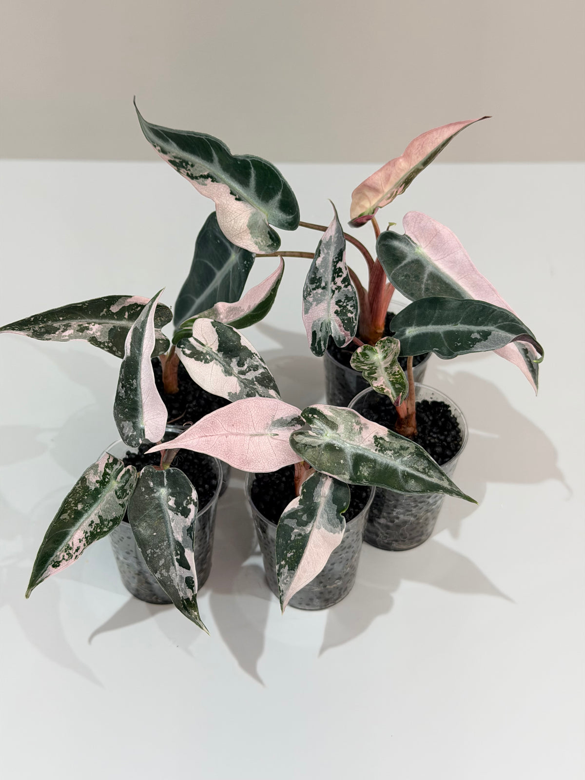 Alocasia 'Bambino' Pink Variegated, pink splashes on elongated arrowhead leaves with creamy white
