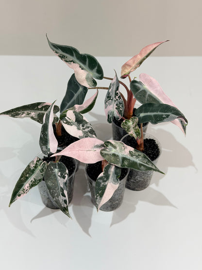 ALOCASIA BAMBINO PINK VARIEGATED