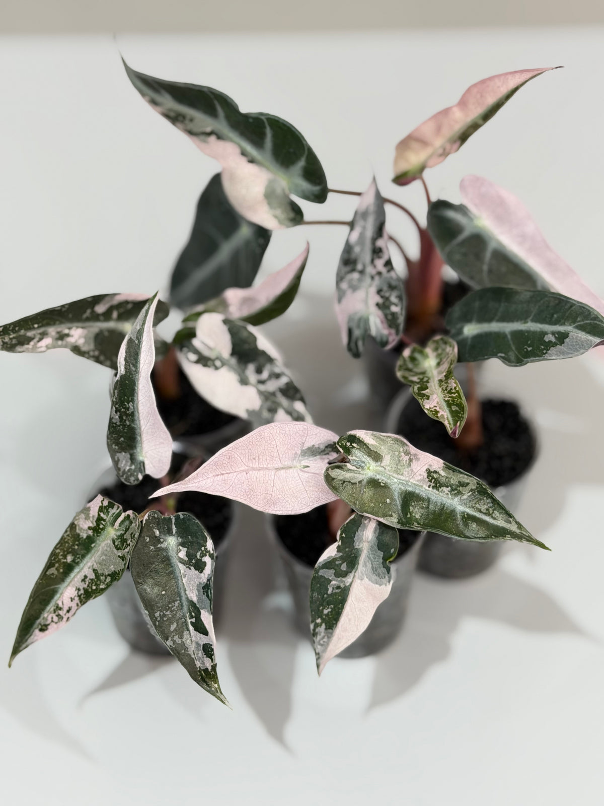 Alocasia 'Bambino' Pink Variegated, pink splashes on elongated arrowhead leaves with creamy white