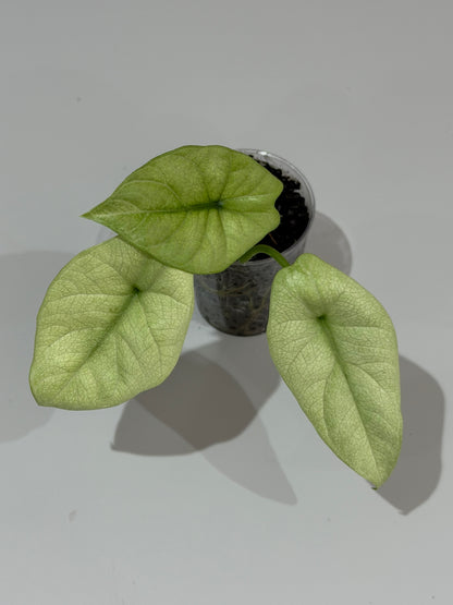 ALOCASIA SINUATA MINT VARIEGATED