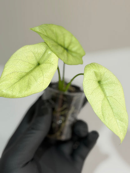 ALOCASIA SINUATA MINT VARIEGATED