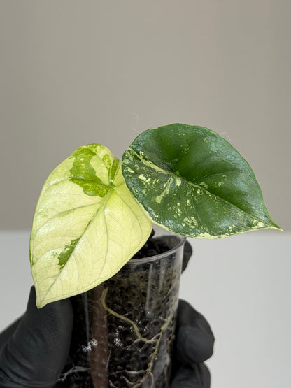 ALOCASIA SINUATA MINT VARIEGATED