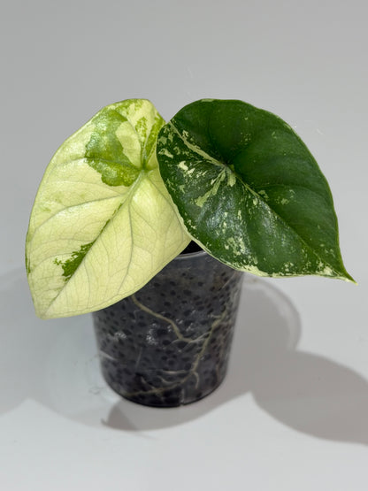 ALOCASIA SINUATA MINT VARIEGATED