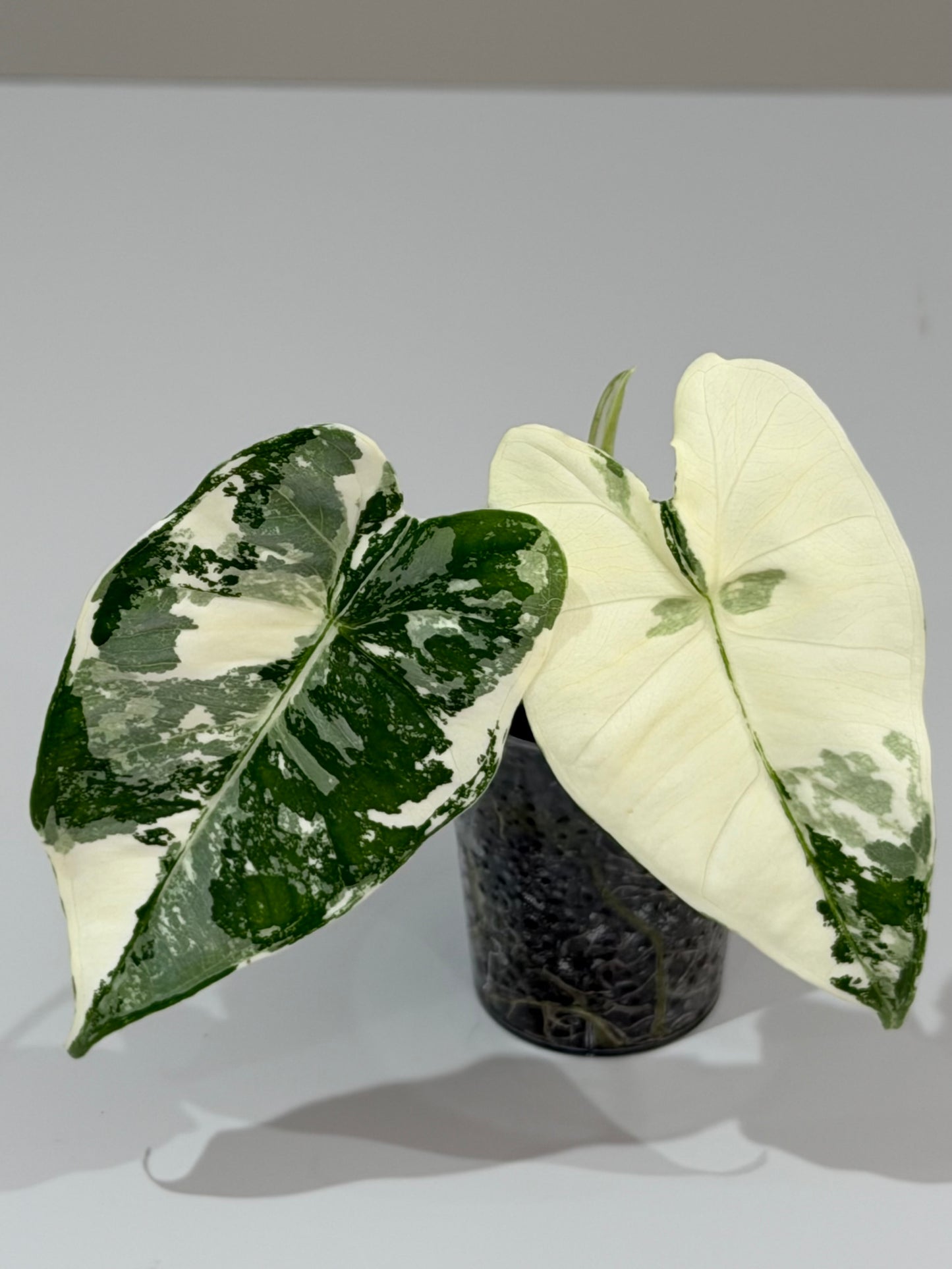 Alocasia Frydek Albo