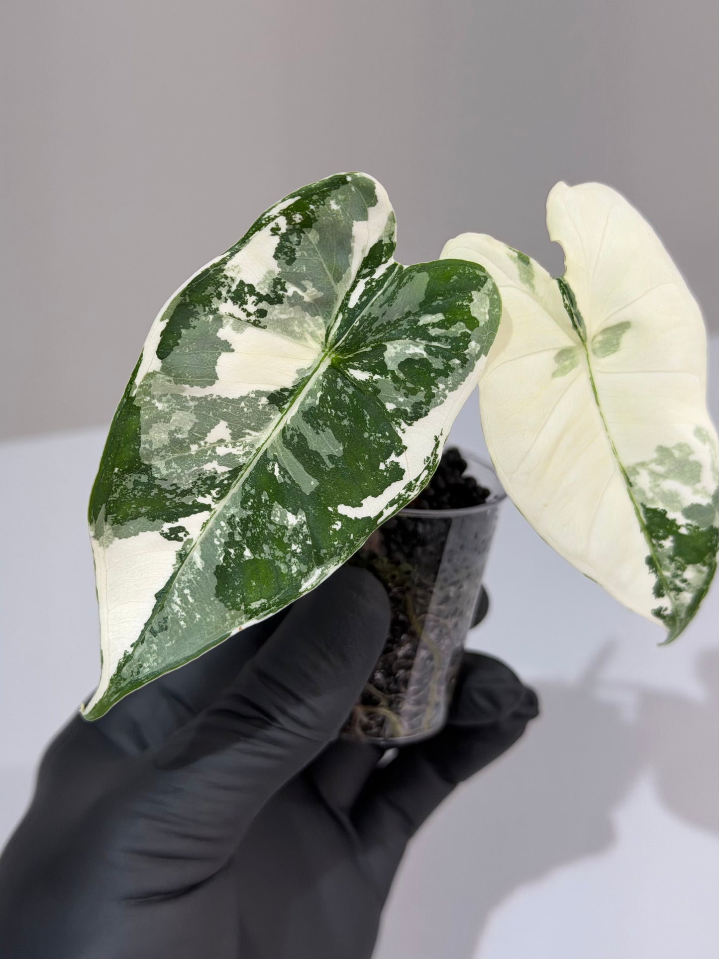 Alocasia Frydek Albo