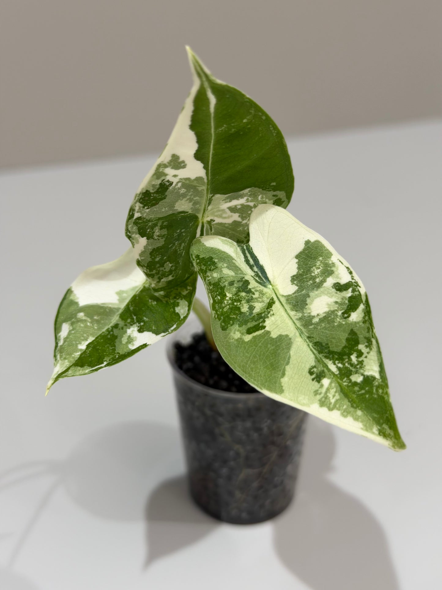 Alocasia Frydek Albo