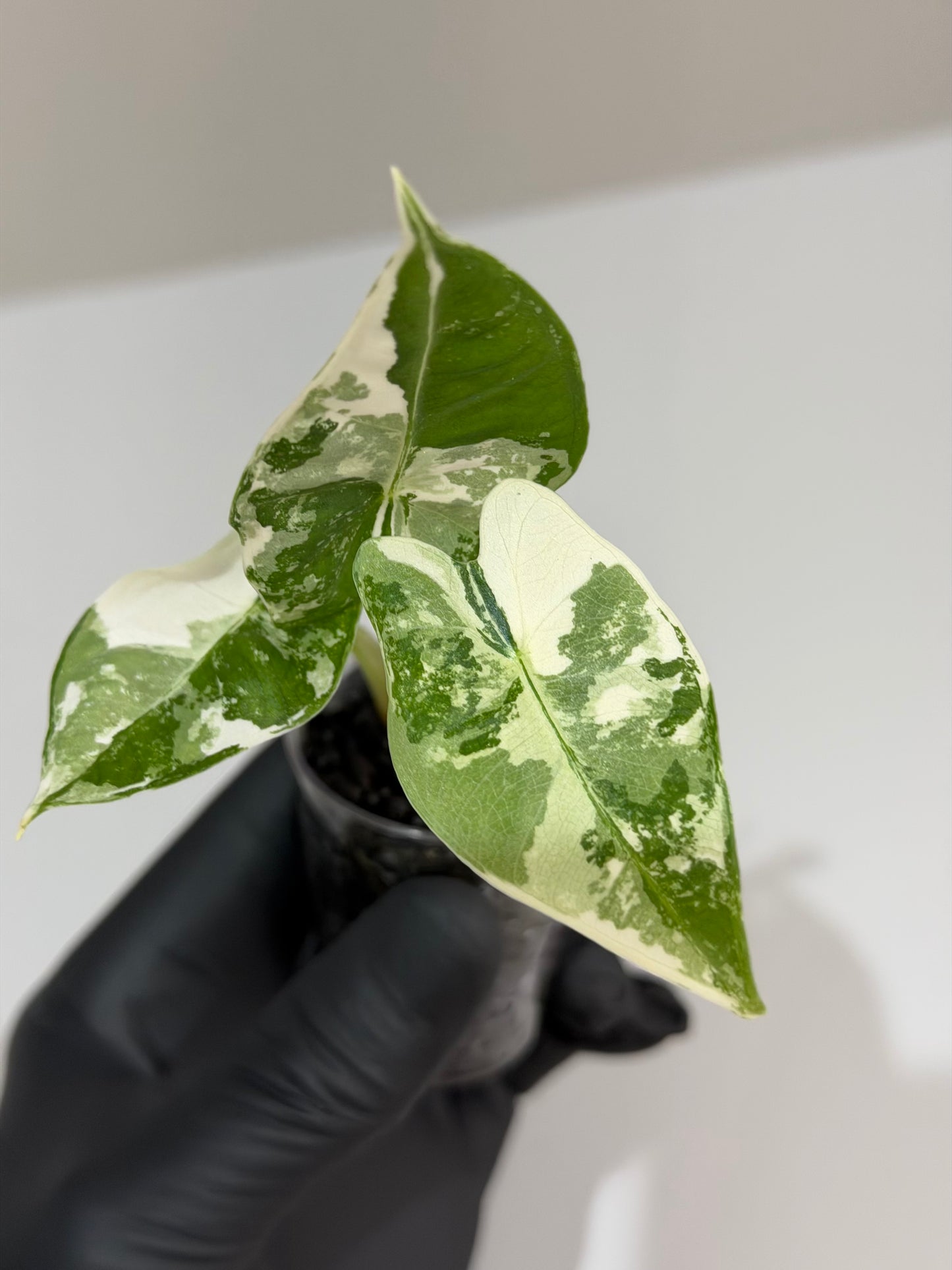 Alocasia Frydek Albo