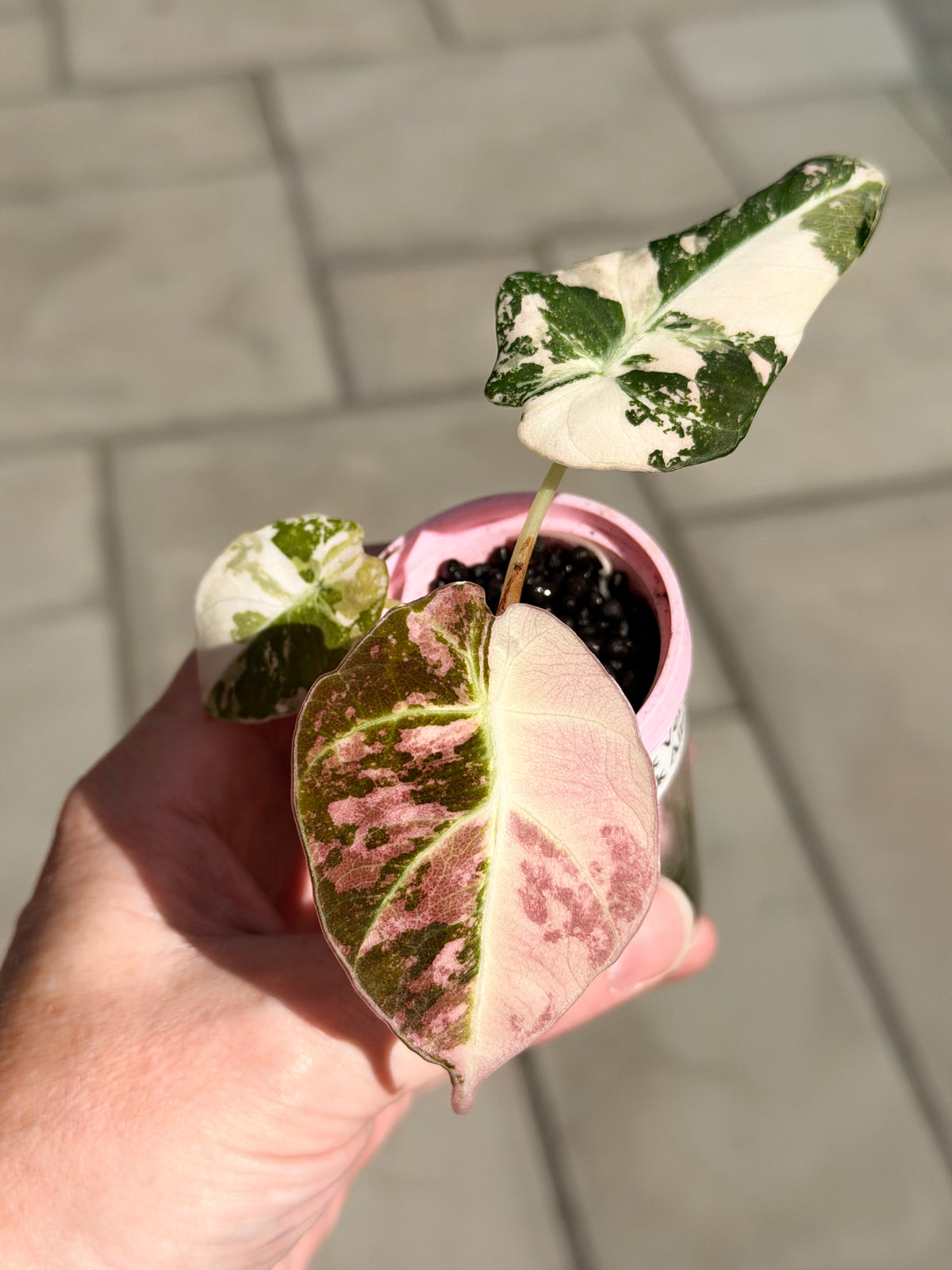 Alocasia reginula 'Black Velvet' Pink Albo, soft pink and white variegation on matte velvet leaves