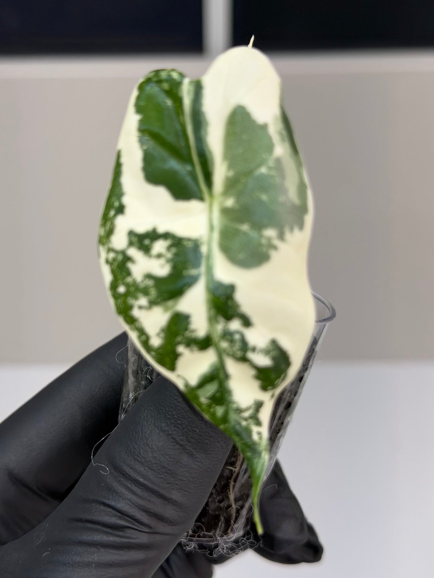 Alocasia Frydek Albo