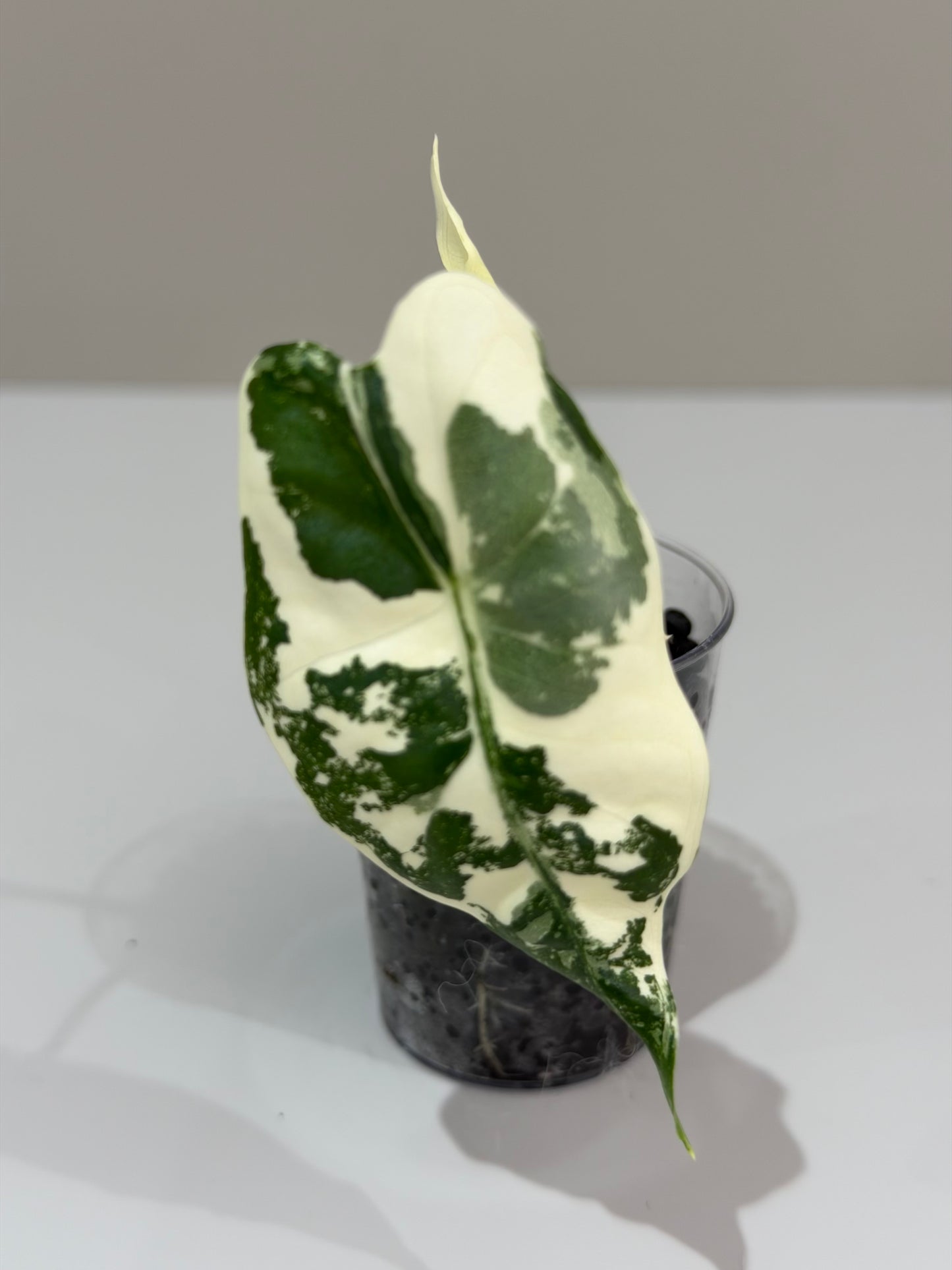Alocasia Frydek Albo
