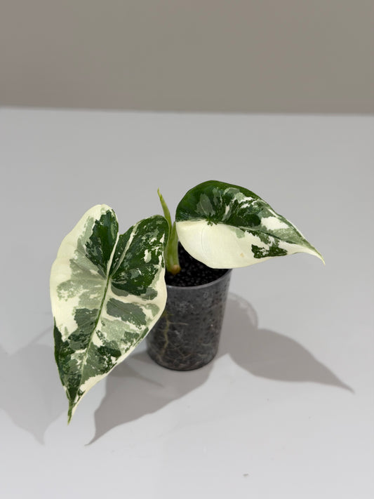 Alocasia Frydek Albo