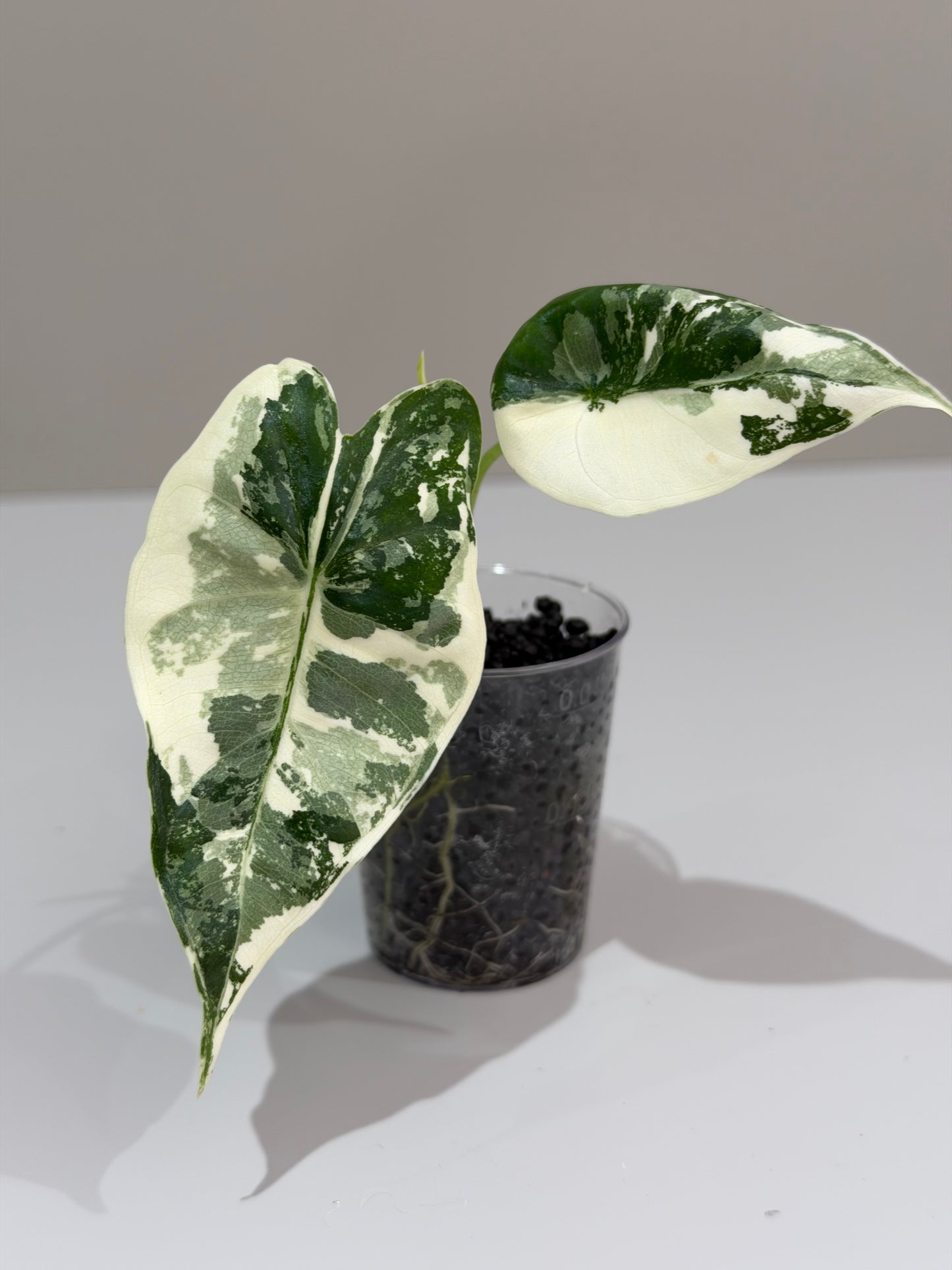 Alocasia Frydek Albo