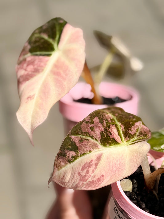 ALOCASIA BLACK VELVET PINK ALBO VARIEGATED
