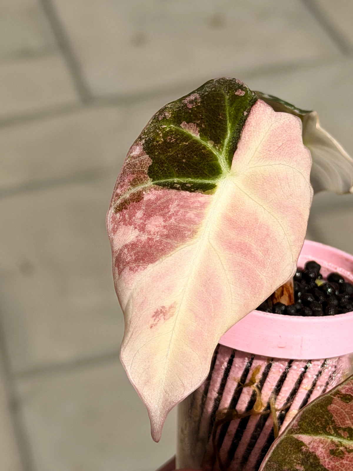 Alocasia reginula 'Black Velvet' Pink Albo, soft pink and white variegation on matte velvet leaves