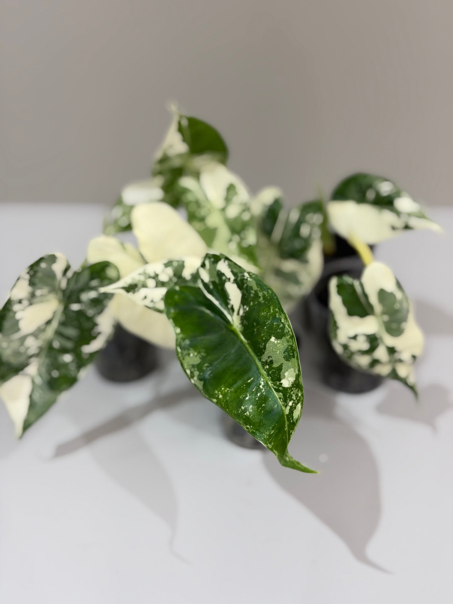 Alocasia Frydek Albo