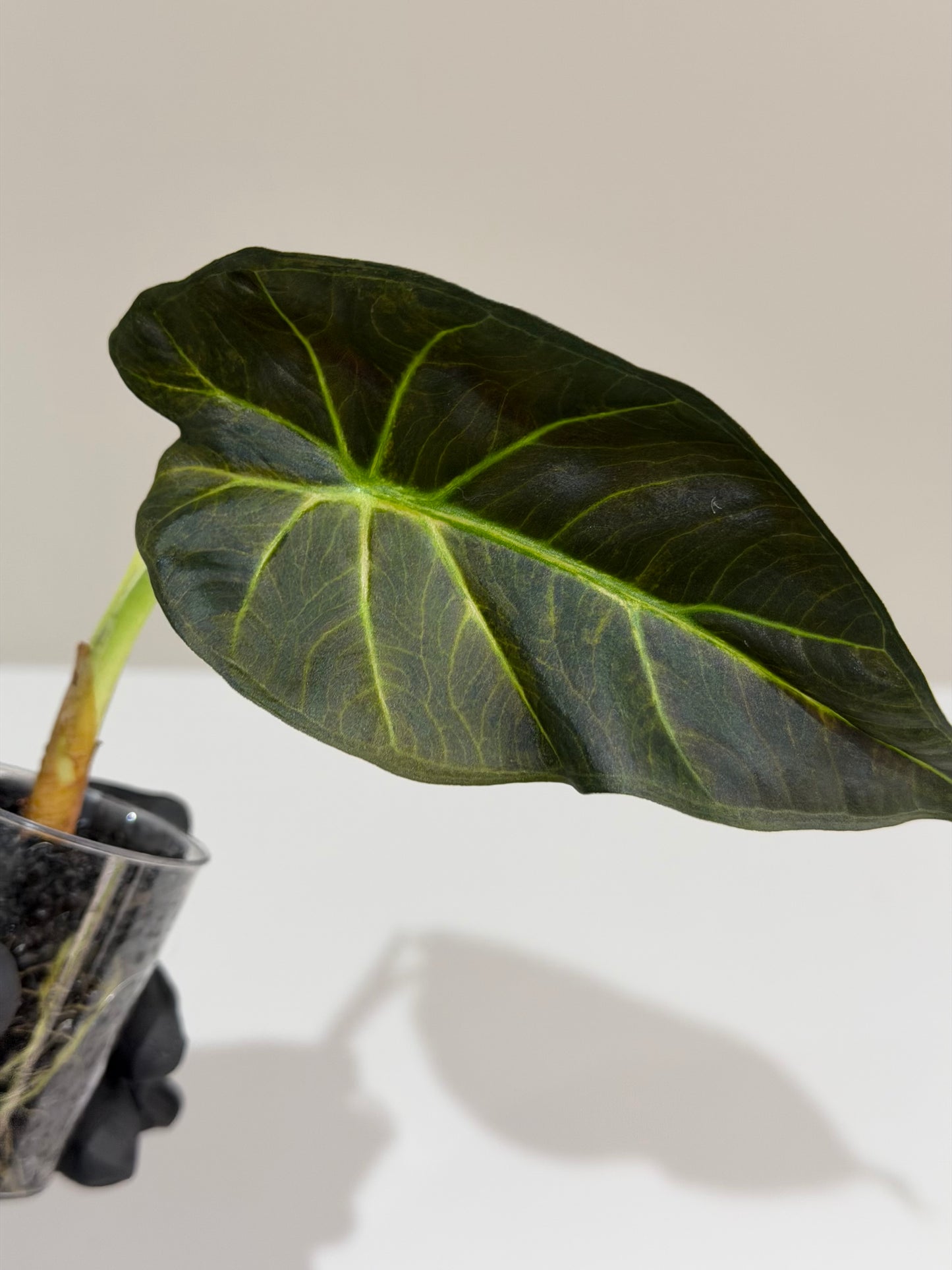 Alocasia Regal Shield Aurea