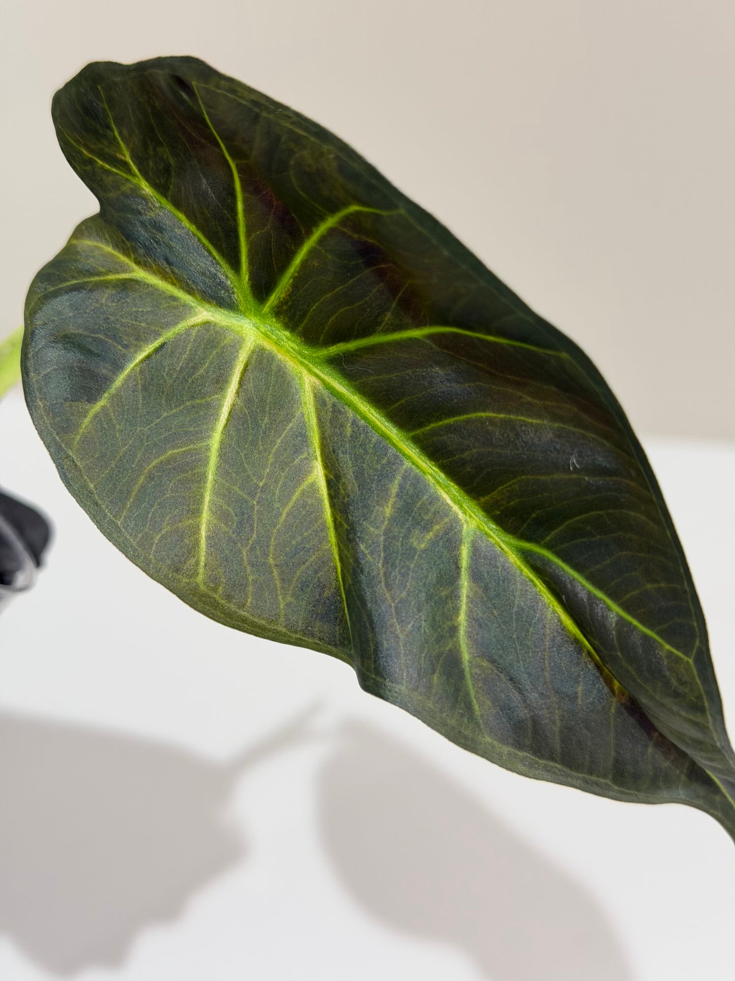 Alocasia Regal Shield Aurea