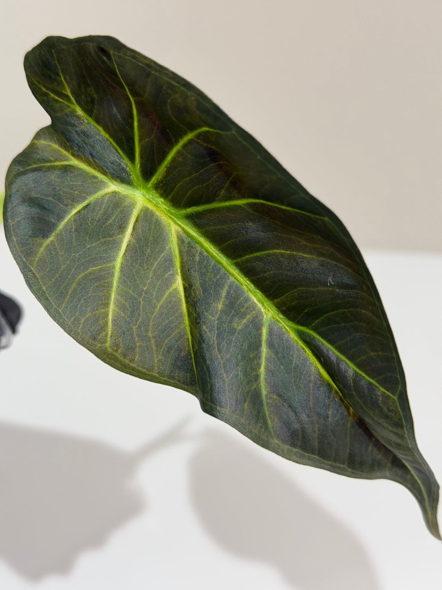 Alocasia Regal Shield Aurea