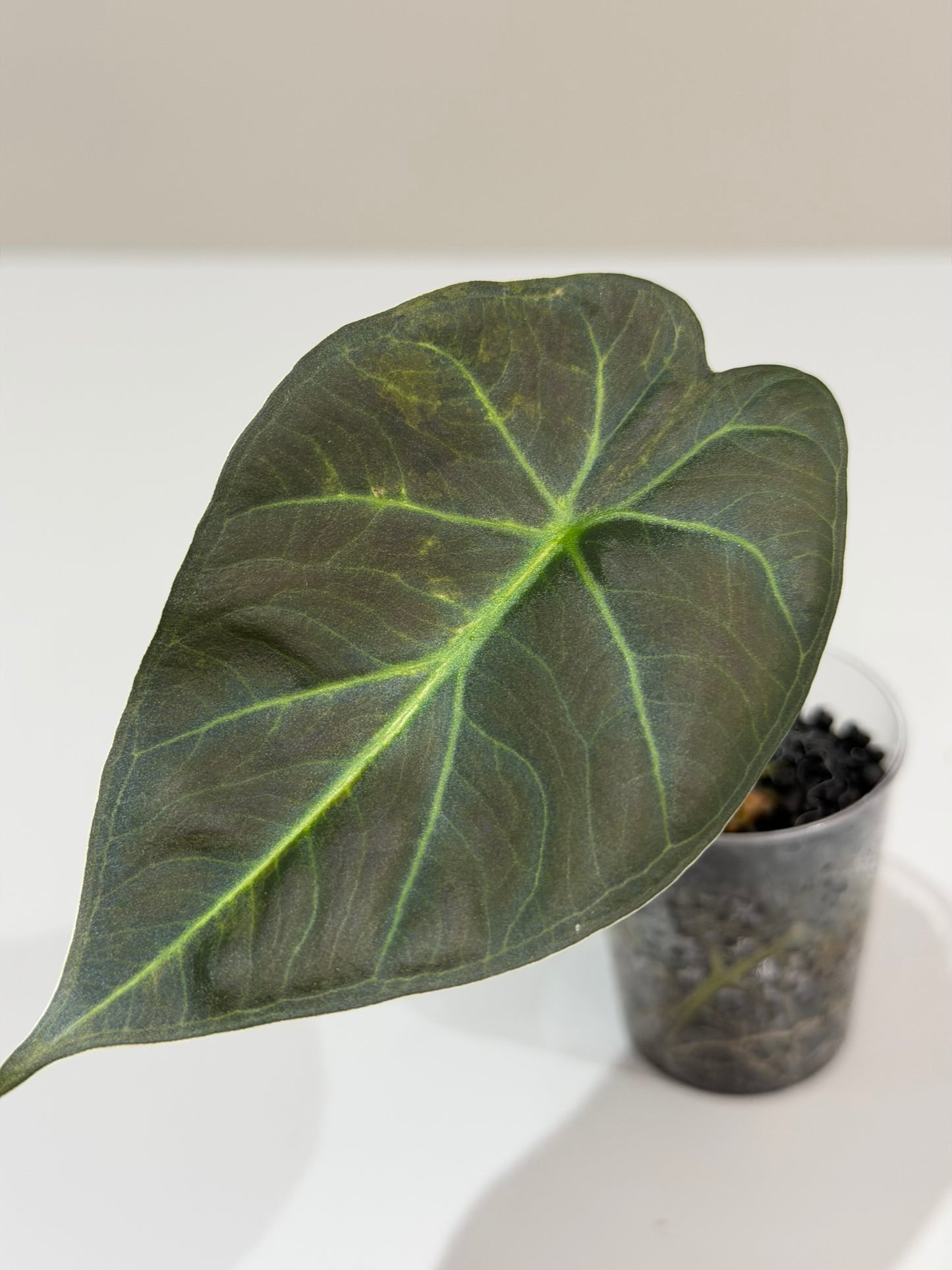 Alocasia Regal Shield Aurea