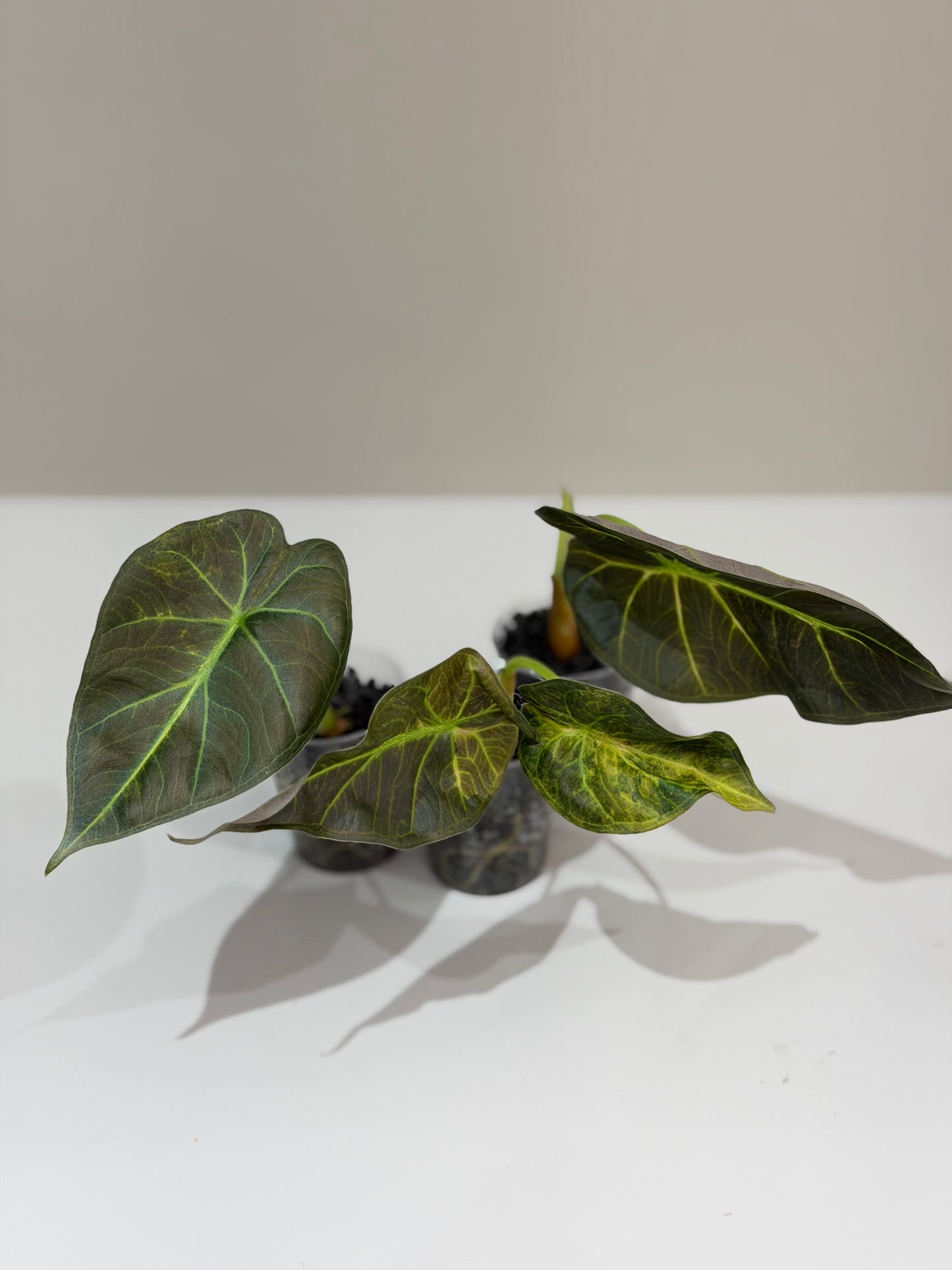 Alocasia Regal Shield Aurea