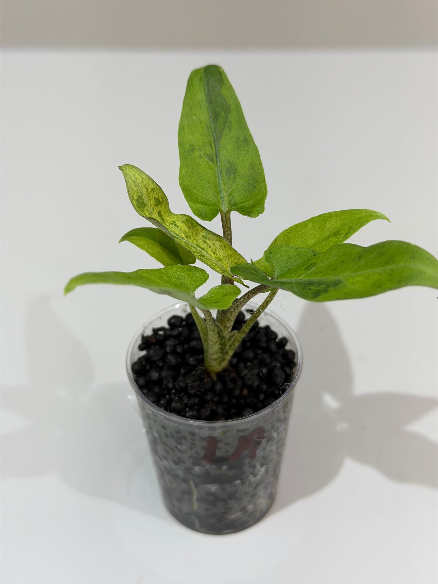 Alocasia Lauterbachiana Aurea